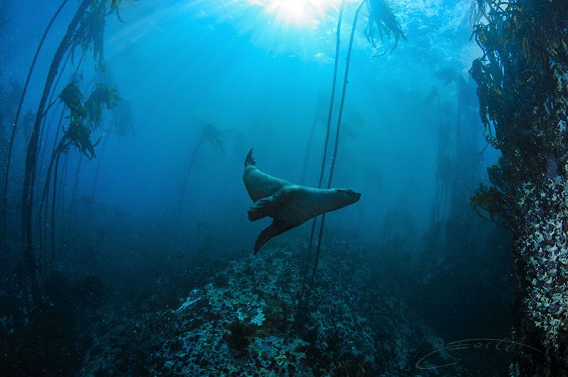 ~ What Happened Next ~

He became my dive buddy for the... by Geo Cloete 
