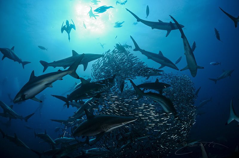 ~ Shark Ball ~

There are bait balls and then there are... by Geo Cloete 