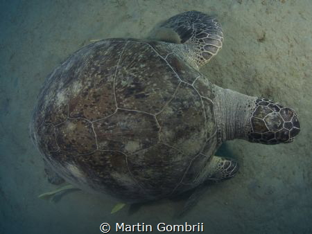 A big Green Turtle in a little different perspective! by Martin Gombrii 