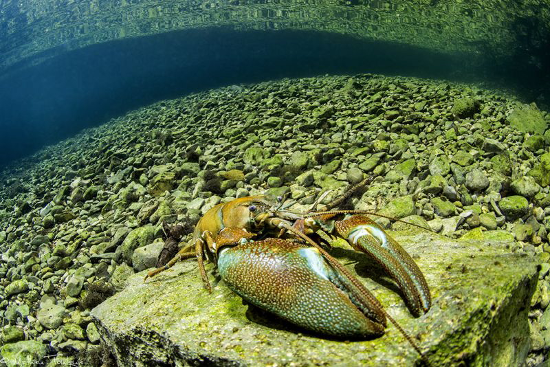 Pacifastacus leniusculus by Mathieu Foulquié 
