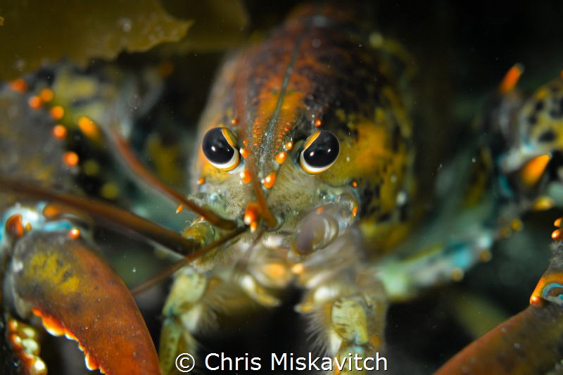 Lobsta Eyes by Chris Miskavitch 