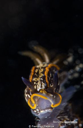 Felimare fontandraui by Francesco Pacienza 