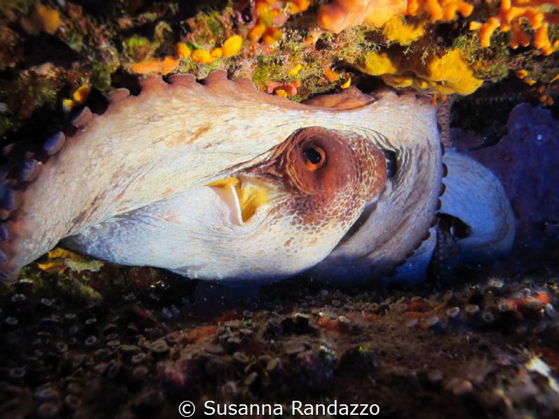 octopus eye by Susanna Randazzo 