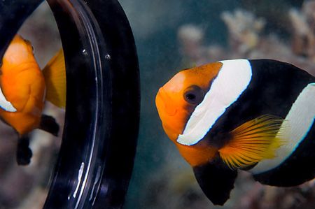 An aggressive clown staring at it's reflection off my bud... by Larissa Roorda 