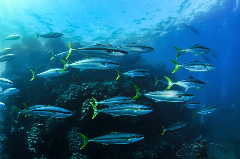 ~ In the Blink of an Eye ~

A school of fast moving and... by Geo Cloete 