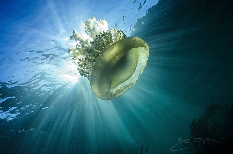 ~ Last Light ~

Swept in-shore from the deep by up-well... by Geo Cloete 