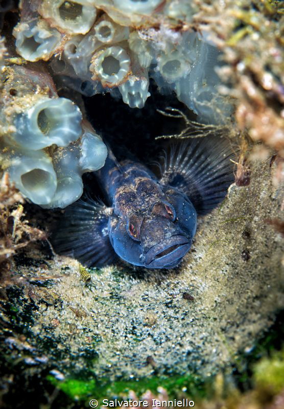 guarding by Salvatore Ianniello 