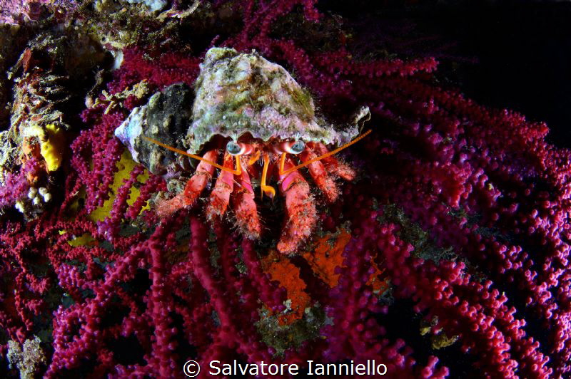 orange and red by Salvatore Ianniello 