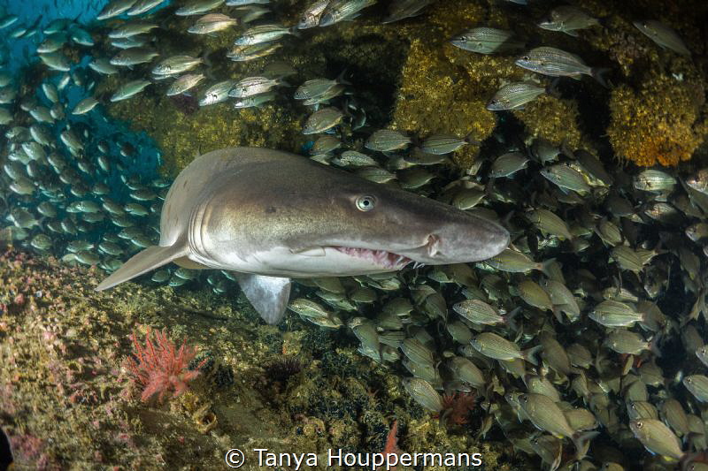 'Turning The Corner'
A sand tiger shark on the wreck of ... by Tanya Houppermans 