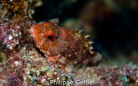 scorpionfish canary island by Philippe Gerber 