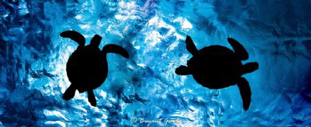 turtles at the surface by Byant Grady 