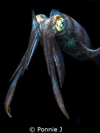 Knight Squid by Ponnie J 