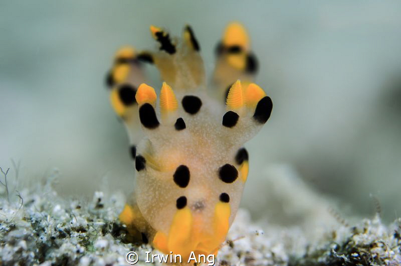 P I K A C H U 
Nudibranch (Thecacera sp.2) 
Lembeh Stra... by Irwin Ang 