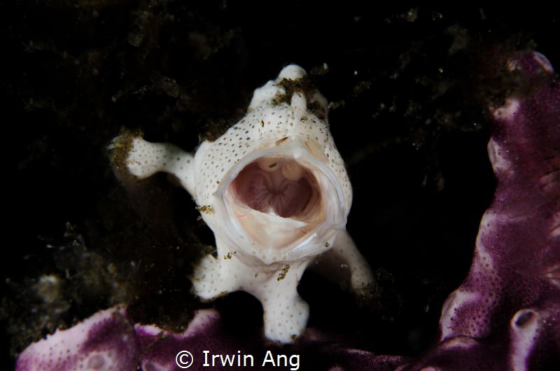 A H H 
Juvenile painted frogfish (Antennarius pictus)
L... by Irwin Ang 