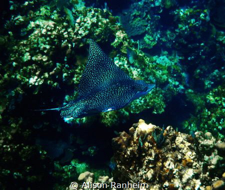 Giant Eagle Ray, Roatan Honduras by Alison Ranheim 