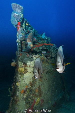 Friendly Grey Angels posing by the wreck by Adeline Wee 