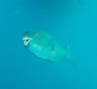 Parriot fish taken on the Thistlegorm
wreck while doing ... by Nikki Van Veelen 