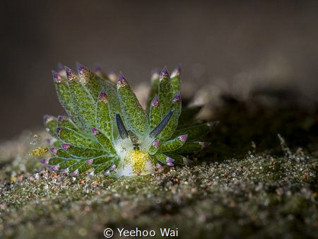 Costasiella kuroshimae
Tulamben, Bali by Yeehoo Wai 