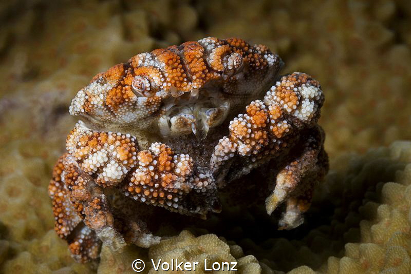 Coral carb with eggs by Volker Lonz 