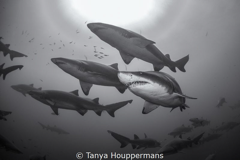 Steadfast
One of the amazing things about being among so... by Tanya Houppermans 