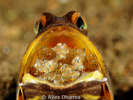 PROUD DADDY by Ajiex Dharma 