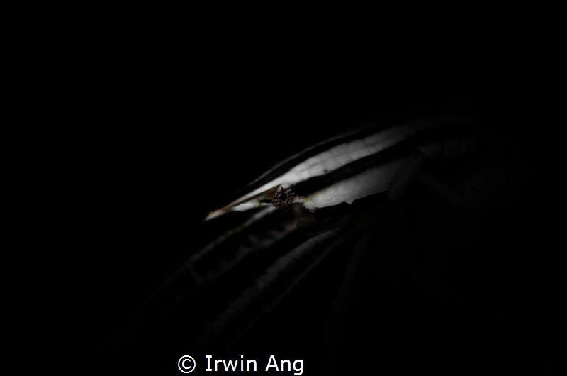 N I N J A
Crinoid squat lobster (Allogalathea elegans)
... by Irwin Ang 