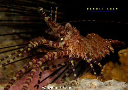 Marbled shrimp - Saron marmoratus_ by Dennis Chen 