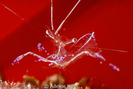 Playing with red by Adeline Wee 