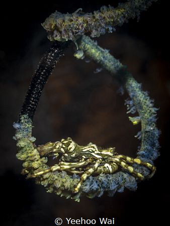 Xeno crab (Xenocarcinus tuberculatus)
Tulamben, Bali by Yeehoo Wai 