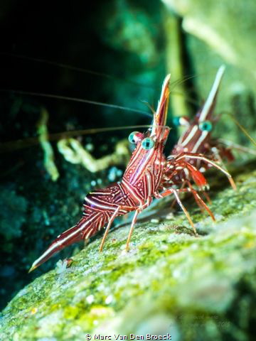 critters anilao by Marc Van Den Broeck 