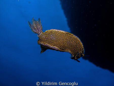 Oleeey. by Yildirim Gencoglu 