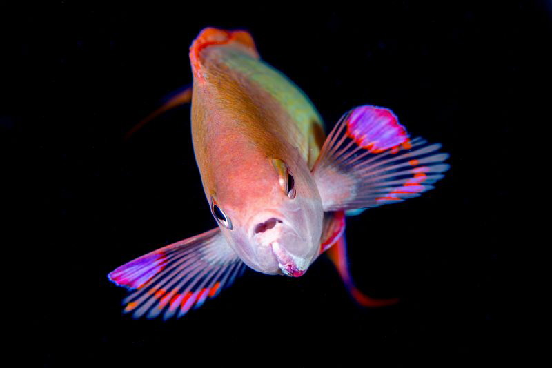 Antias (Red Sea) by Spencer Burrows 