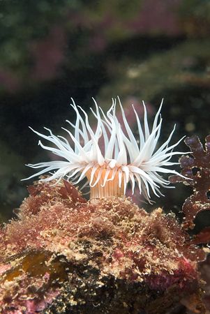 Anemone, all alone.Scotland. 60mm with twin flashguns. by Derek Haslam 