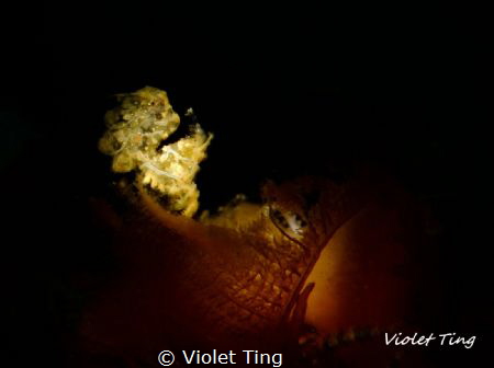 used snoot to shoot this tiny hairy shrimp by Violet Ting 