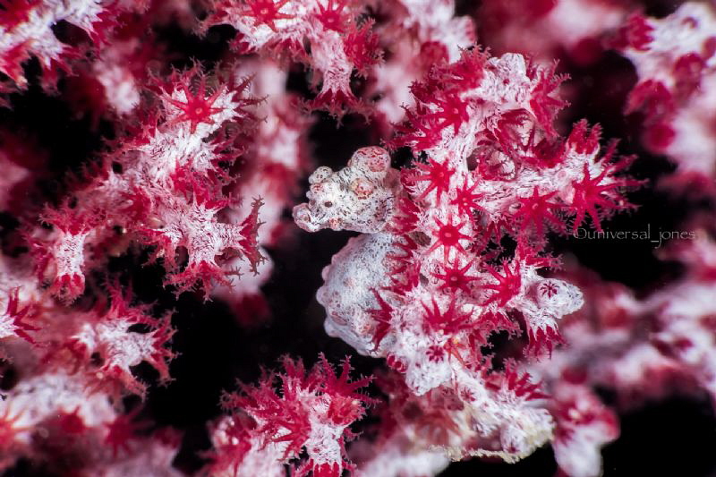 Hippocampus bargibanti by Wayne Jones 