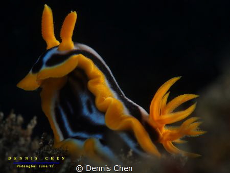 Chromodoris magnifica by Dennis Chen 