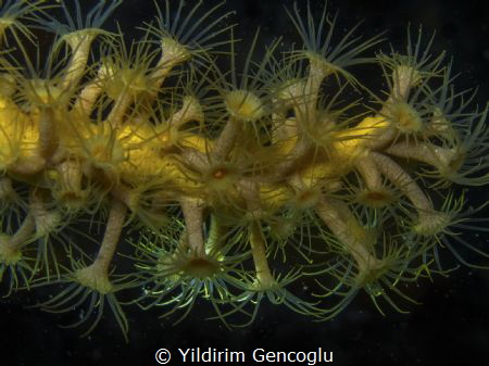 Anemone by Yildirim Gencoglu 