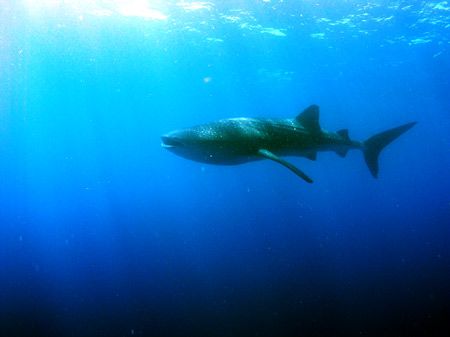 A whaleshark taken yesterday morning at the snapper spawn... by Martin Spragg 