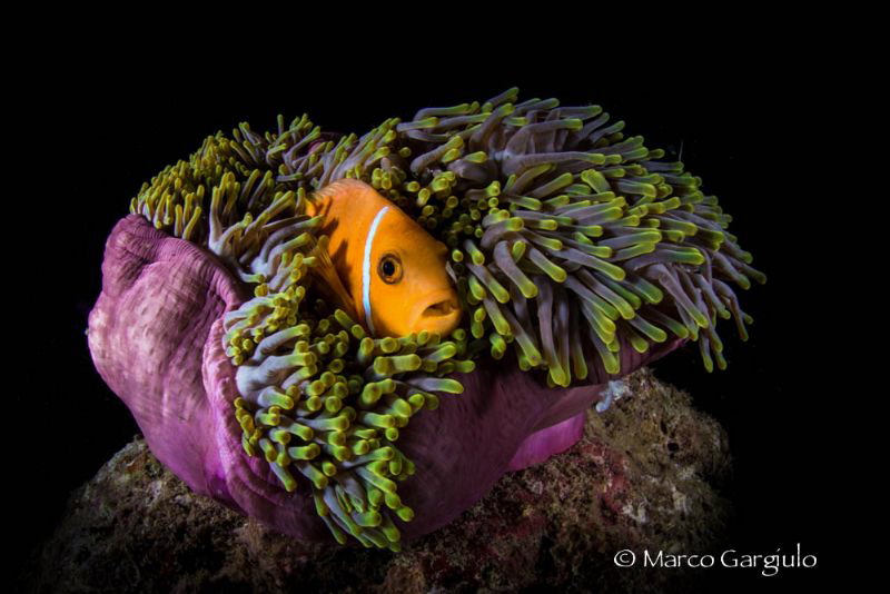 HOME, night dive by Marco Gargiulo 