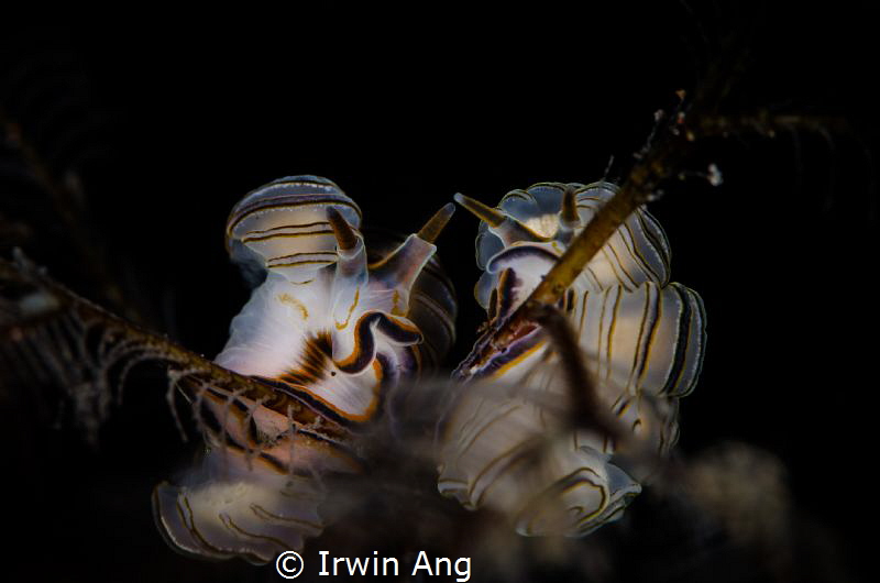 L O V E . S T O R Y
Nudibranch (Doto greenamyeri)
Tulam... by Irwin Ang 