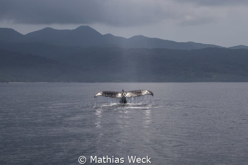 Whale watching by Mathias Weck 