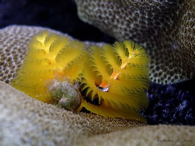Christmas tree worm, Kailua Kona, Hawaii by Michele Jarvis 