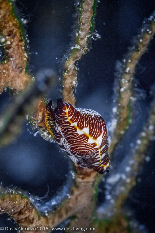 Blacklined Cyphoma by Dusty Norman 