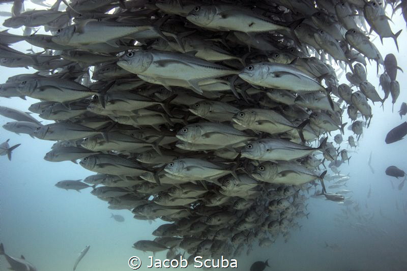 Big eye jaks tornado.
Baja California Sur by Jacopo Brunetti 