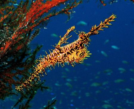 Ghost pipe fish at Sipadan. by Alex Lim 