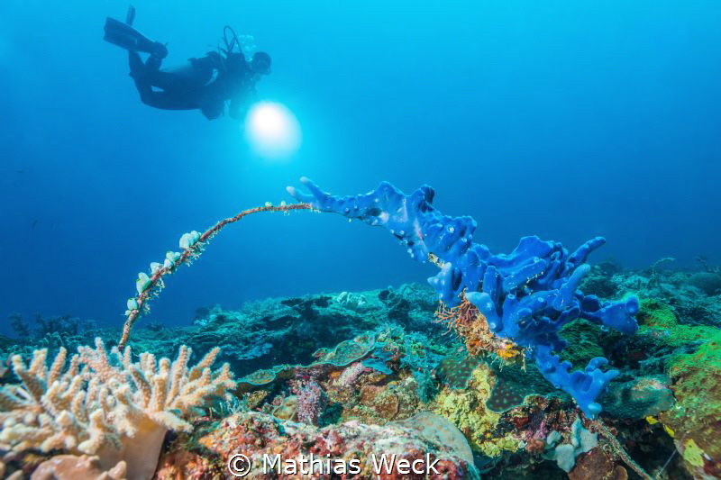 Coral with diver by Mathias Weck 