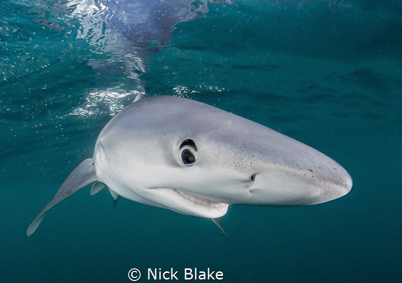Blue Shark, Cornwall, UK by Nick Blake 