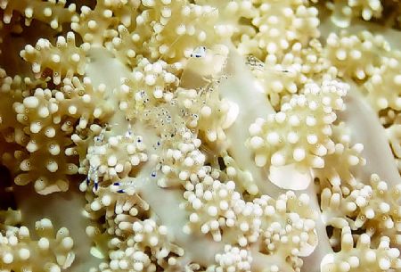 You must click to enlarge it! This Anenome Shrimp is all ... by Steve Wurfel 