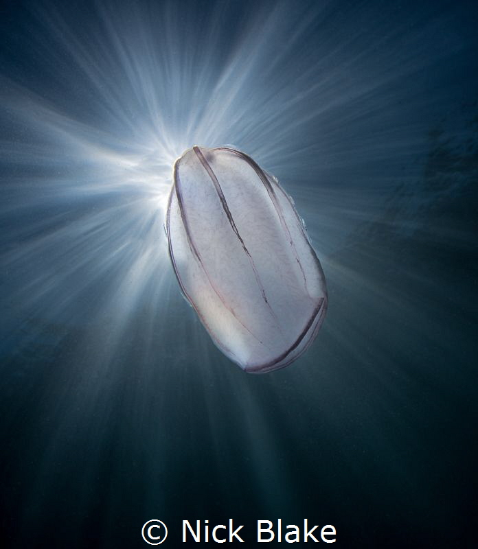 Comb jelly and sunburst, Lundy Island, UK by Nick Blake 