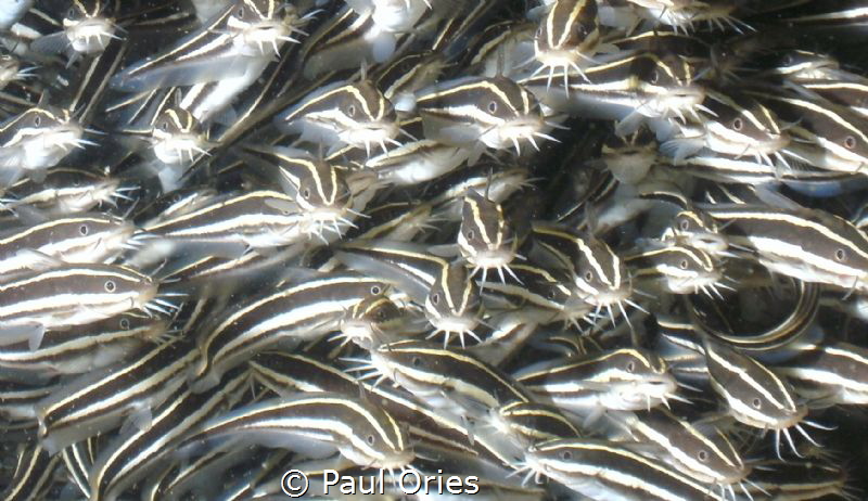A school of catfish younglings under a rock off Puerto Ga... by Paul Ories 
